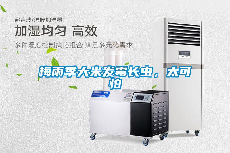 梅雨季大米發(fā)霉長(zhǎng)蟲(chóng)，太可怕