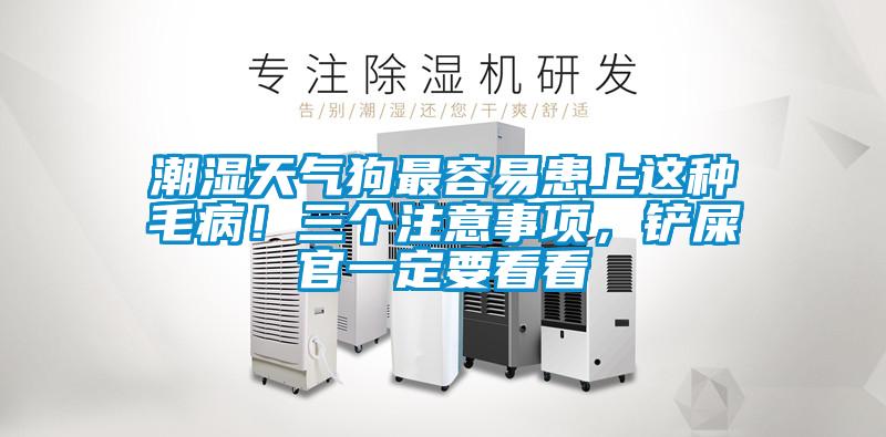 潮濕天氣狗最容易患上這種毛??！三個注意事項，鏟屎官一定要看看